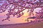 長浜　豊公園　桜　