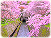 琵琶湖疏水　桜　びわ湖疏水