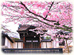 滋賀院門跡　桜