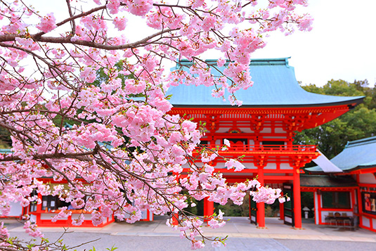 近江神宮　桜