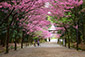 近江神宮の桜写真