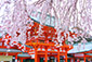 滋賀　近江神宮　桜