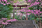 滋賀　近江神宮　桜　写真