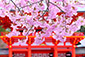 近江神宮の桜