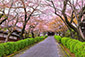 滋賀　西教寺の桜　