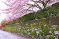 坂本　石垣　桜