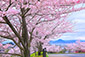 滋賀　坂本　琵琶湖　桜　眺望
