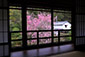 滋賀　坂本　旧竹林院　桜
