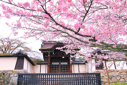 滋賀院　桜