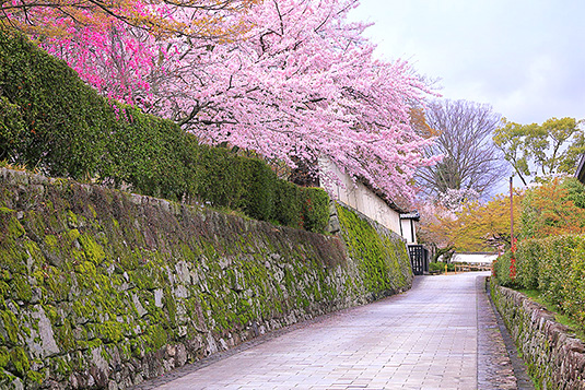滋賀院　桜　写真