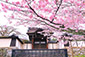 滋賀院　桜　高画質写真