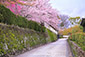 滋賀院　桜　高画質　写真