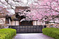滋賀院　桜　高画質画像