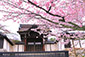 滋賀院　桜　高画質　画像