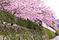 滋賀院　石垣　桜