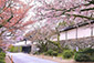 滋賀　坂本　滋賀院　桜