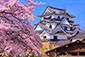 滋賀の桜　高画質　写真