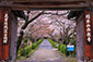 滋賀　桜のトンネル