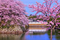 滋賀の桜　花見　高画質　画像