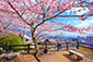 滋賀の桜　三井寺から見た琵琶湖　眺望
