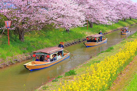 近江八幡　桜　菜の花