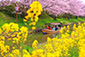 近江八幡　水郷めぐり　桜　菜の花