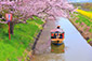 近江八幡　桜　船めぐり