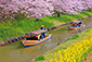 近江八幡の春　桜　菜の花　屋形舟