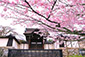 滋賀院　桜
