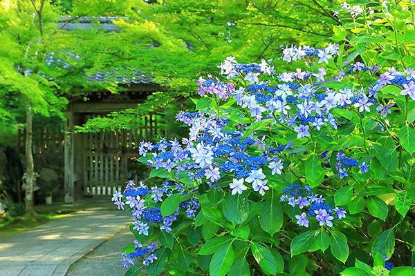 �����֎��@���z��