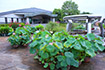 草津植物公園 夏