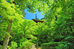 湖東三山 金剛輪寺
