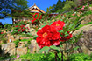 石山寺 牡丹
