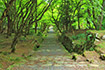 滋賀 鶏足寺