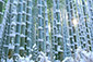 嵐山　雪の竹林