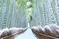 嵐山　竹林　雪景色