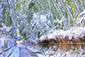 京都　嵐山　竹林の小径　雪