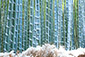 嵐山　竹林　雪化粧