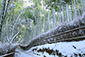 嵐山　竹林　冬