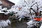 京都　祇園白川　冬