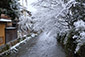 祇園　白川　雪
