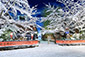祇園白川　雪　絶景