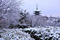京都　五重塔　雪