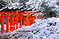 伏見神社　千本鳥居　雪景色