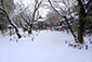 京都　常照寺　雪景色　じょうしょうじ