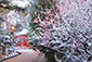 北野天満宮　梅と雪　高画質画像