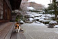 金福寺　雪景色　猫
