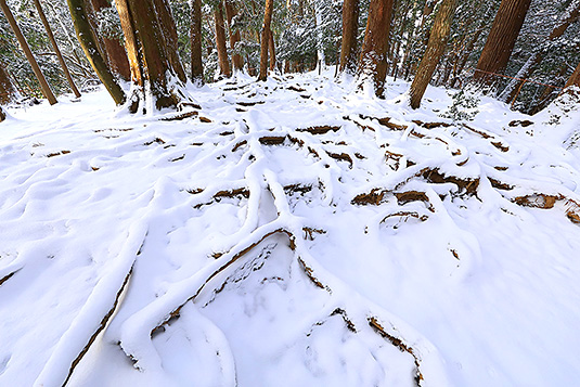鞍馬山　木の根道　雪