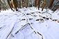 木の根道　雪景色