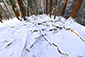 木の根道　雪　画像